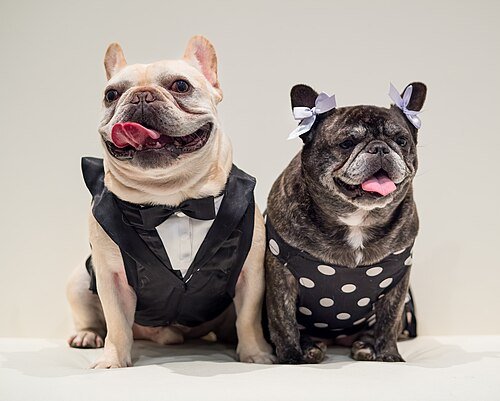 Millard’s Fur Babies: Elevating Pet Care with Premium Products and Stylish Solutions