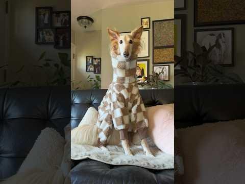 Pet Fashion Trend: Designer Dog Leashes Make Stylish Statements