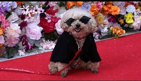 NYU’s Pet Gala: Canine Couture Shines Brighter Than Met