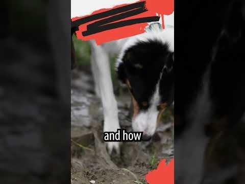 Global Dog Clothing Market Trends: Premium Growth and Sustainability