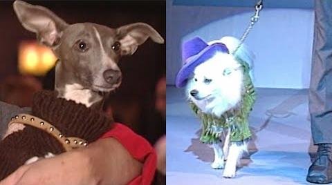 Dogs Take the Catwalk: The Rise of Canine Couture