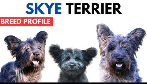 Skye Terrier Faces Extinction: Urgent Need for Conservation Efforts