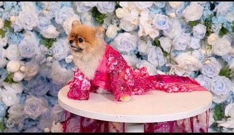 Pets Steal the Show at 2025 Pet Gala Event