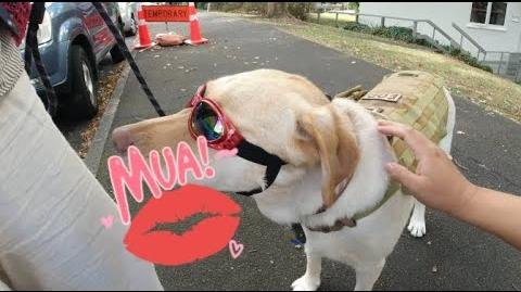 Rainbow Dog Fashion Show Unites Auckland’s Canine Community