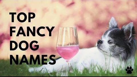 Elevate Your Pet’s Persona with Elegant Dog Names