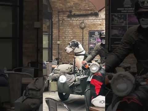 Man and Dog Motorcycle Duo Spread Joy on Gold Coast