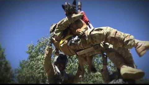 Medevac Aviators Enhance Canine Hoist Training for Military Dogs