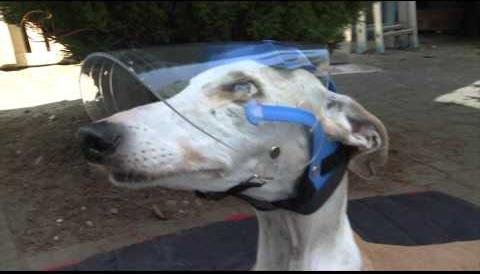 Doggles: Pet Sunglasses Brand Thrives in Booming Fashion Market