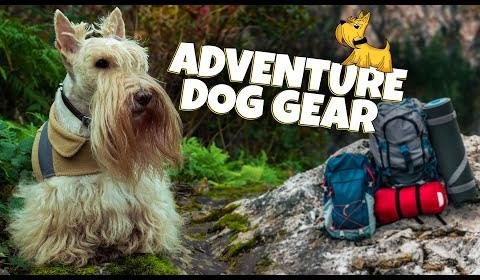 11 Essential Products for Safe Outdoor Adventures with Your Dog