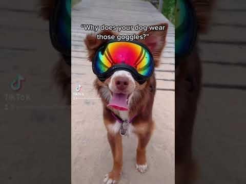 Essential Eye Protection for Dogs: Ensuring Health and Safety