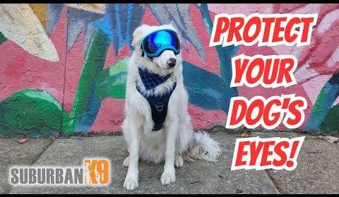 Rex Specs Goggles: Protecting Dogs’ Eyes from Sunlight and Elements