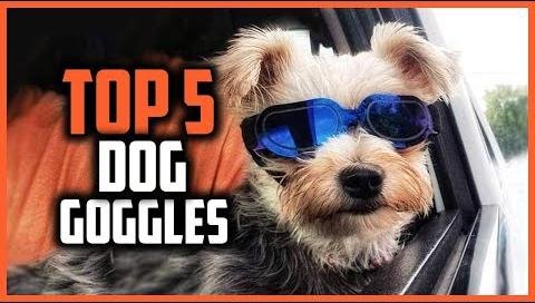 Dog Goggles for Small to Medium Breeds: Stylish Eye Protection