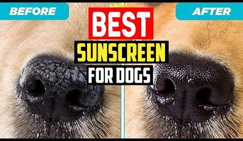 Choosing the Right Sunscreen for Your Pets: Expert Recommendations