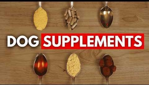 Top Dog Vitamins for Optimal Canine Health