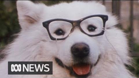 Dog Prescription Glasses: Enhancing Canine Vision and Well-being