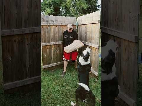 Border Collie Gus Thrives with Protective ‘Doggles’ for Eye Condition