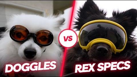 German Optician Introduces Doggles: Stylish Sunglasses for Dogs