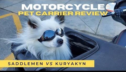 Man and Pitbull Forge Unlikely Motorcycle Bond, Inspiring Community