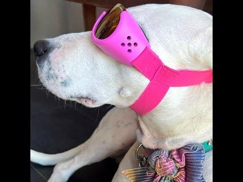 Resilient Akita Zoe Seeks Forever Home with ‘Doggles’ Offer