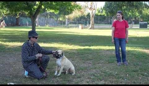 Dog Trainer Augusto Deoliveira Sparks Global Training Debate