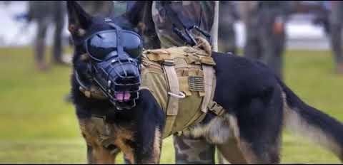 Augmented Reality ‘Doggles’ Enhance Military Working Dog Communication