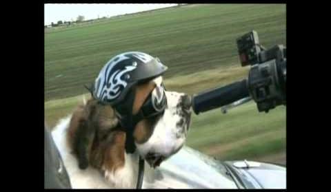 St Bernard Harley Rides in Style in Motorcycle Sidecar