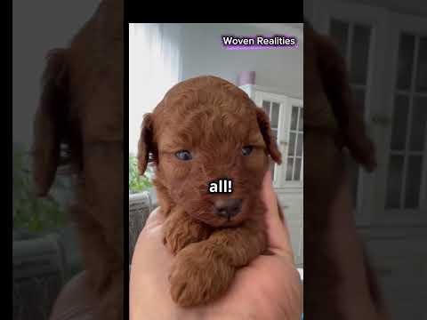 Study Reveals Impact of Head Shape on Short-Nosed Dog Behavior