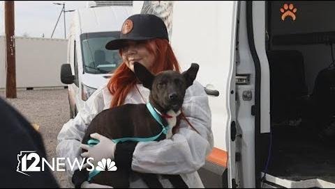 Pet Owners Urged to Safeguard Animals Amid California Wildfires