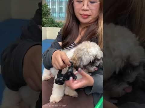 Top Dog Eye Goggles for Stylish and Safe Protection