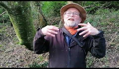 Conservationists Warn of Neospora Threat to Belfast Hills Cattle