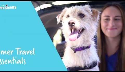 Dog Owners Share Tips for Porsche Road Trips with Pets