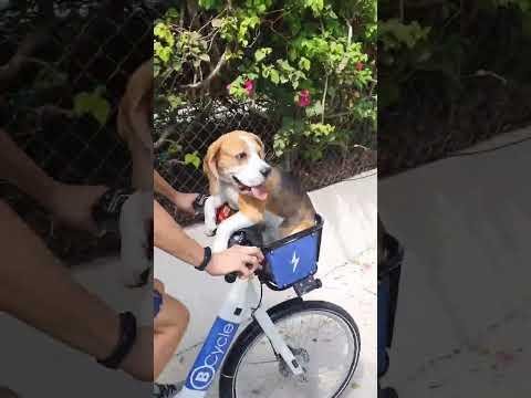 Beagle and Owner’s Cycling Adventures Capture Hearts in Halifax