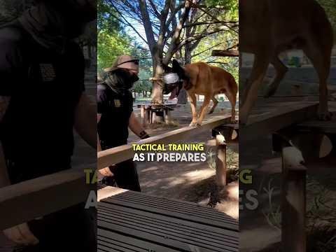 Project Troop Dogs: Supporting Military Canine Warriors Overseas