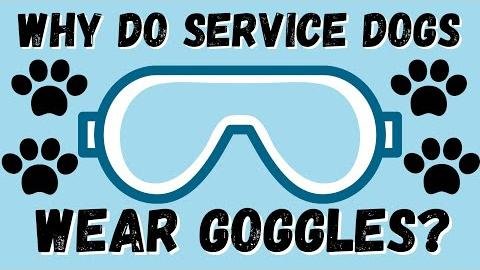 AKC’s Canine Partners Program Embraces Doggles for Pet Safety