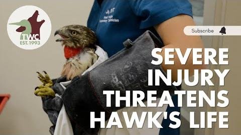 Veterinary Team Saves Cocker Spaniel’s Sight with Complex Surgery