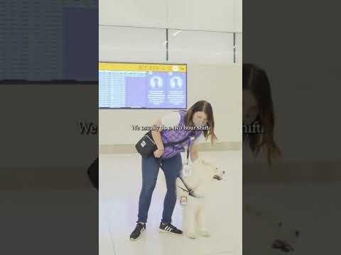 Aviation Dog Sadie: Spreading Joy and Comfort at Airport