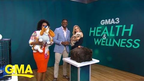 Essential Summer Safety Tips for Dog Owners to Ensure Well-being