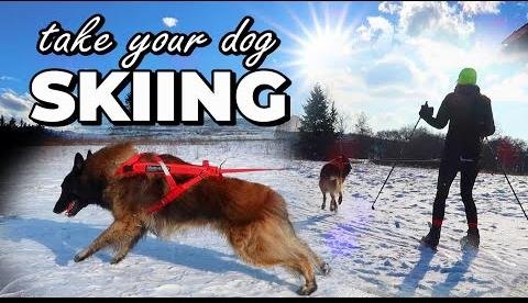 Winter Dog Gear Essentials for Safe Skiing Adventures