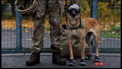 UK Military Dogs Receive Advanced Protective Gear for Operations