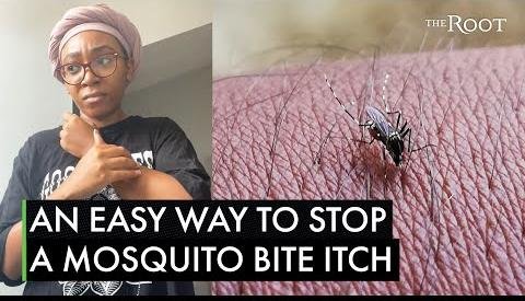 Summer Pet Hazards: Dunedin Vets Share Vital Safety Tips