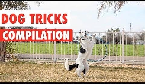 Doggles: Dogs’ Playful Antics and Heartwarming Bonds Revealed