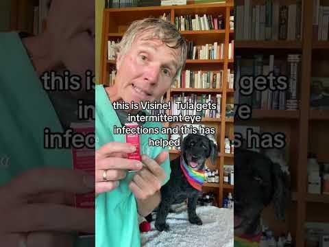 Veterinarian Reveals Key Insights on Dog Eye Infections